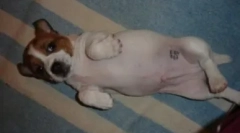 Psa paszport: jak i dla tego, co sprawia, że pielca