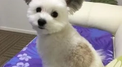 Pies gawa z uszami jak cheburaszka