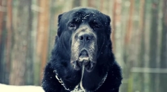 Dog alabai (zdjęcie): dobry temperament pod strasznym wyglądem