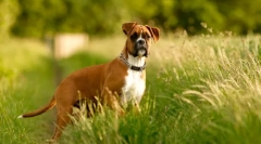 Dog bokser (zdjęcie): morze życzliwości pod strasznym wyglądem