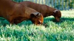 Pies zjada inne odchylenia zwierząt: dlaczego i jak odstawić