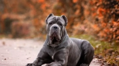 Pies kane corso (foto): wierny przyjaciel i obrońca, który jest zawsze blisko