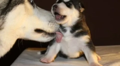 Pies liże nogę właściciela: przyczyny manifestacji zwierzaka