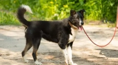 Pies nie chce chodzić: przyczyny i sposoby rozwiązywania problemu