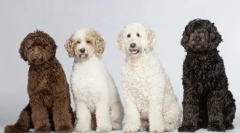 Dyrygent psa: 5 najlepszych ras renderowania