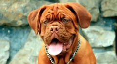 Brachicephali dogs: lista ras i zaleceń dla właścicieli