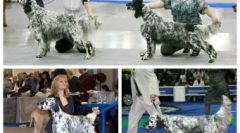 Dmitry miedwiediew psy i koty: który mieszka w polityce