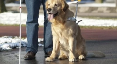 Psy w służbie osoby