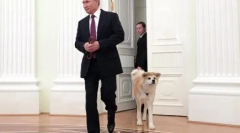 Russian prezydent vladimir putin dogs