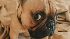 Rosyjskie gwiazdy psy: ulubione zwierzęta