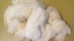 Psy z włosami zamiast wełny: specjalne rasy z dużymi prośbami