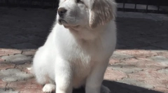 Psy najwięcej, najlepszych rekordów psów