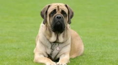 Składane psy: przegląd rasy zmarszczek