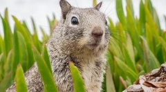 Treść wiewiórka w domu