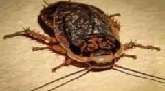 Treść i karmienie marmurowych karaluchów