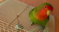 Treść i opieka dla miłośników w domu