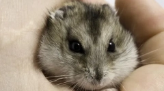 Zawartość małych gryzoni