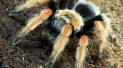 Zawartość pająka drób w domu