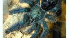 Treść pająków w domu