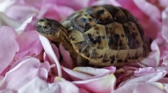 Treść żółwia lądowego w domu