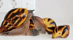 Treść ślimaków akhatin i zasady opieki domowej