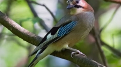 Soyuka (foto) - ptak, uderzający ze swoim repertuarem