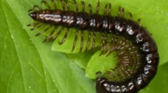 Przykro koszulka i inne typy wielokolorowe