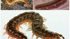 Przepraszamy: szkło: opis i styl życia