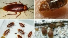 Współistnienie błędów i karaluchów w mieszkaniu