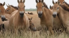 Nowoczesne dzikie konie