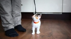 Nowoczesne metody szkolenia cat