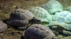 Hibernate żółwie jak żółw zimowy