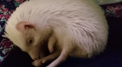 Hibernacja hedgehogs gdzie i jak jeże