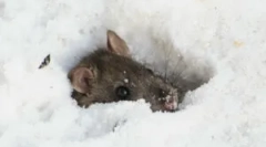 Czy mysz śpi w zimie?