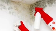 Metody i narzędzia, aby pozbyć się grzybu na ścianach