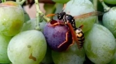 Metody i środki do ochrony winogron z systemu operacyjnego