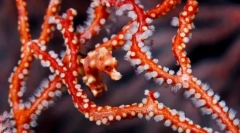 Sposoby maskowania i ochrony ryb