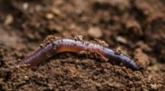 Sposoby przeniesienia rogu