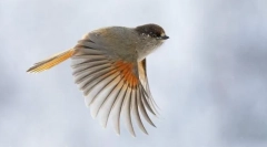 Metody ruchu w ptakach