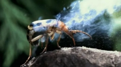 Sposoby ochrony owadów