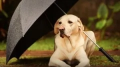 Spray z pcheł do zwierząt i domów