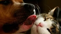 Bar spray dla kotów i psów