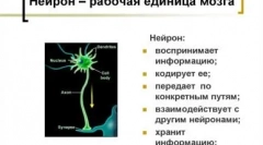 Porównaj inteligencję kotów i psa: kto jest mądrzejszy