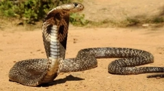 Central asian cobra