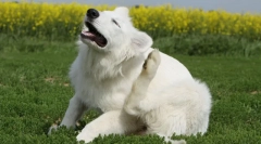 Plik z pchli i kleszczy dla psów i kotów