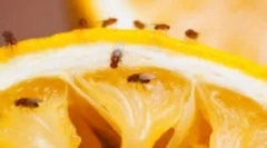 Fundusze z gnusa i owoców moshade