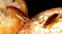 Narzędzia z karaluchów, bezpieczne dla dzieci i zwierząt