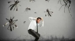 Fundusze gryzienia owadów