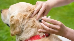 Środki zapobiegania i leczenia z pchli