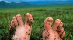 Ochrona narzędzi przed komaczami w przyrodzie